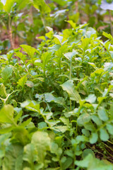 garden plant at backyard aruca sativavesicaria, backyard, garden.