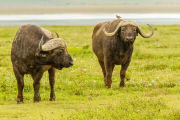 Africa, Tanzania, Ngorongoro Crater. Cape buffalos in field.
