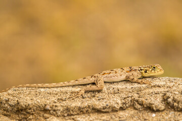 Africa, Tanzania, Ngorongoro Crater. Agama lizard on rock.