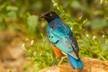 Naklejka premium Africa, Tanzania, Serengeti National Park. Superb starling close-up.