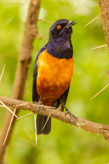 Africa, Tanzania, Serengeti National Park. Hildebrandt's starling on thorny tree.
