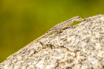 Africa, Tanzania, Serengeti National Park. Agama lizard eating on rock.