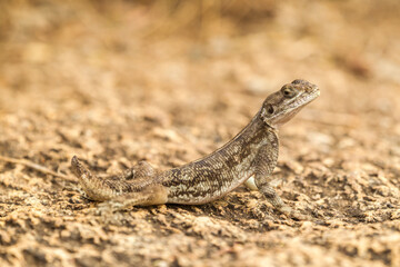Africa, Tanzania, Serengeti National Park. Agama lizard with part of tail missing.