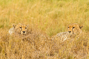 Africa, Tanzania, Serengeti National Park. Cheetahs resting in grass.