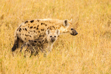 Naklejka na ściany i meble Africa, Tanzania, Serengeti National Park. Spotted hyena adult and young.
