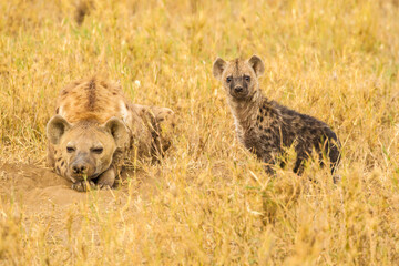 Africa, Tanzania, Serengeti National Park. Spotted hyena adult and young.