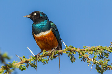 Africa, Tanzania, Serengeti National Park. Superb starling close-up.