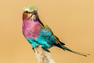 Africa, Tanzania, Serengeti National Park. Lilac-breasted roller bird close-up.