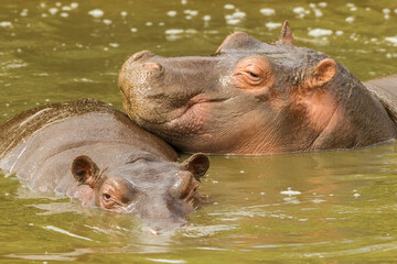 Africa, Tanzania, Serengeti National Park. Close-up of two hippos in water.
