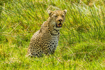 Africa, Tanzania, Serengeti National Park. Leopard resting in grass.