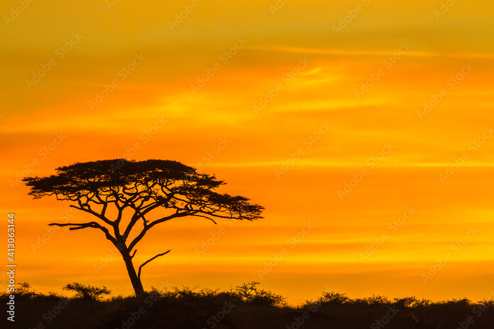 Wall mural Africa, Tanzania, Serengeti National Park. Acacia tree silhouette at sunset.