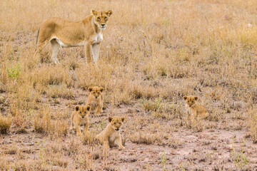 Africa, Tanzania, Serengeti National Park. African lioness with cubs.