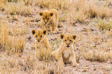Africa, Tanzania, Serengeti National Park. African lion cubs.