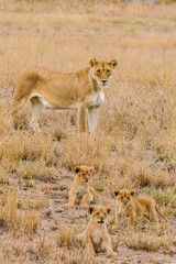 Africa, Tanzania, Serengeti National Park. African lioness with cubs.