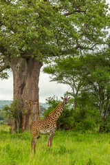 Africa, Tanzania, Tarangire National Park. Maasai giraffe and large tree.
