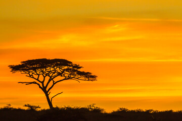 Africa, Tanzania, Serengeti National Park. Acacia tree silhouette at sunset.