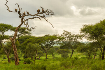 Africa, Tanzania, Tarangire National Park. Ruppel's griffon vultures in tree.