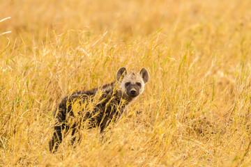 Africa, Tanzania, Serengeti National Park. Young spotted hyena in grass.