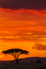 Fototapeta na wymiar Africa, Tanzania, Serengeti National Park. Acacia tree silhouette at sunset.