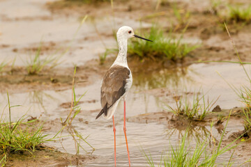 Africa, Tanzania, Lake Manyara National Park. Black-winged stilt in water.