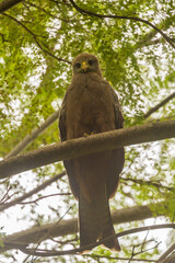Africa, Tanzania, Serengeti National Park. Black kite bird close-up.