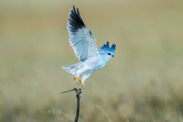 Africa, Tanzania, Serengeti National Park. Black-shouldered kite taking flight.