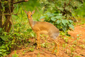Africa, Tanzania, Tarangire National Park. Close-up of dik dik.
