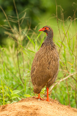 Africa, Tanzania, Tarangire National Park. Red-billed francolin bird close-up.