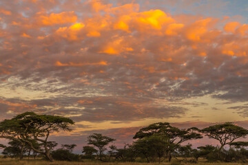 Africa, Tanzania, Serengeti National Park. Acacia trees at sunset.