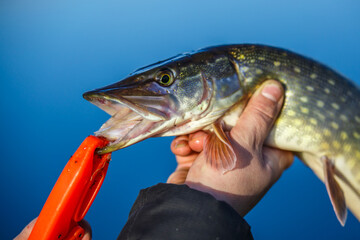 Freshwater Northern pike fish know as Esox Lucius . Fishing concept, good catch - big freshwater...