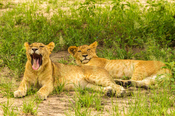 Africa, Tanzania, Tarangire National Park. Lions resting.