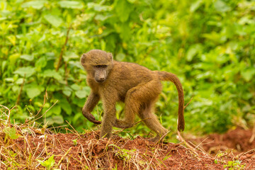 Africa, Tanzania, Ngorongoro Crater. Olive baboon baby close-up.