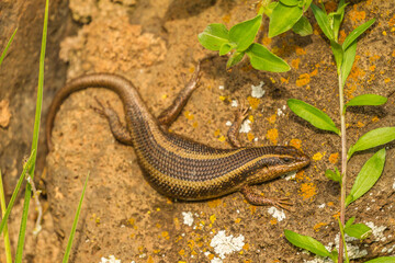 Africa, Tanzania, Ngorongoro Crater. Skink on rock close-up.