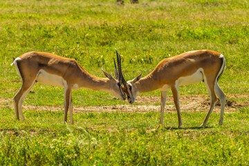 Fototapeta premium Africa, Tanzania, Ngorongoro Crater. Grant's gazelle males butting heads.