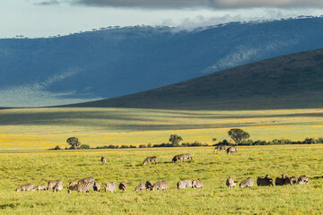 Fototapeta na wymiar Africa, Tanzania, Ngorongoro Crater. Zebra herd on plain.