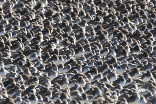 Hundreds Of Plovers Together On A Beach Packed In Tightly Together With Birds