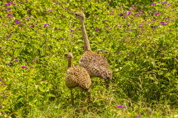 Africa, Tanzania, Ngorongoro Crater. Black-bellied bustard bird mother and chick in flowers.