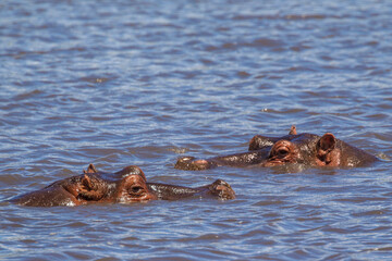 Africa, Tanzania, Ngorongoro Crater. Hippo heads breaking surface of water.