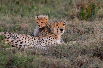 Africa, Tanzania, Serengeti National Park. Mother cheetah and baby. © Danita Delimont
