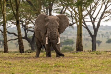 Obraz premium Africa, Tanzania, Serengeti National Park. Elephant and fever trees.