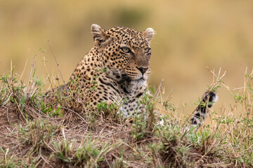 Africa, Tanzania, Serengeti National Park. Close-up of leopard resting.