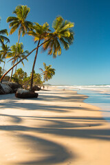 Tropical landscape with beach with coconut trees at sunset