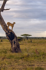 Africa, Tanzania, Serengeti National Park. Cheetah in tree.
