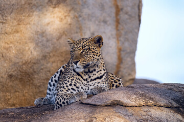 Africa, Tanzania, Serengeti National Park. Leopard resting on boulders.