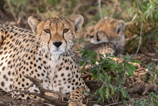 Africa, Tanzania, Serengeti National Park. Mother cheetah and baby.