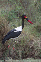 Africa, Tanzania, Ngorongoro Crater. Portrait of a Saddle-billed Stork (Ephippiorhynchus senegalensis)