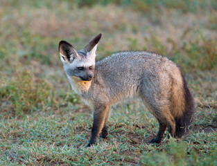 Africa, Tanzania, Serengeti. Bat-eared Fox (Otocyon megalotis).