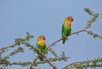 Africa, Tanzania, Serengeti. Fischer's Lovebirds (Agapornis fischeri)