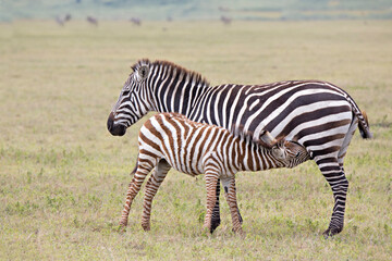 Fototapeta na wymiar Africa, Tanzania, Ngorongoro Crater. Burchell's or common zebra (Equus burchellii) with nursing foal