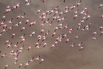 Africa, Tanzania, Aerial view of flock of Greater and Lesser Flamingos flying above salt waters of Lake Natron